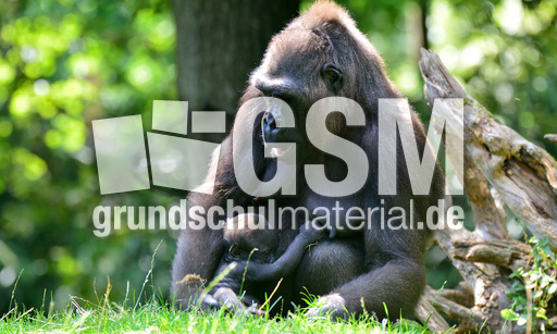 Gorillababy (18).jpg